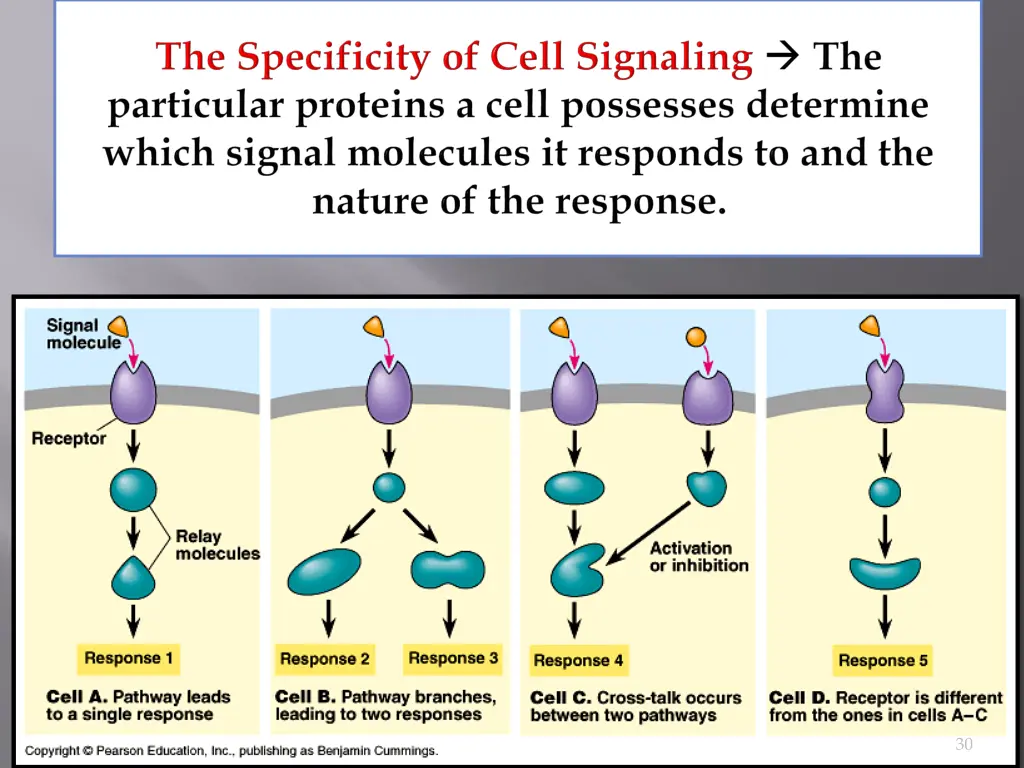 slide30