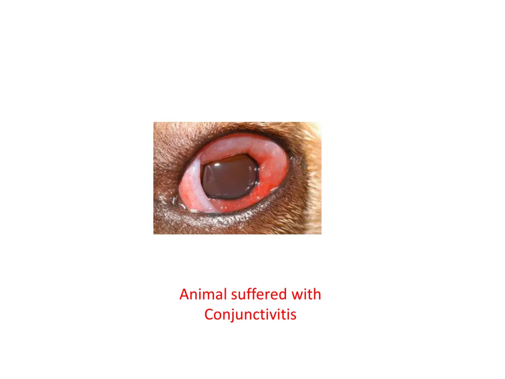 animal suffered with conjunctivitis 1