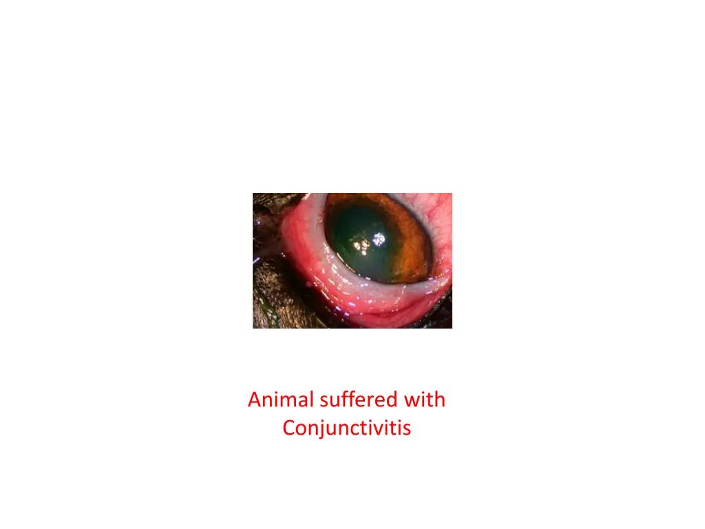 animal suffered with conjunctivitis 2