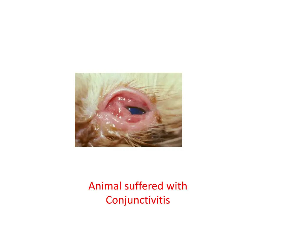 animal suffered with conjunctivitis