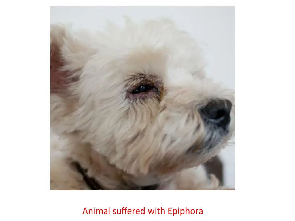 animal suffered with epiphora