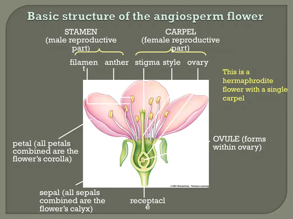 stamen
