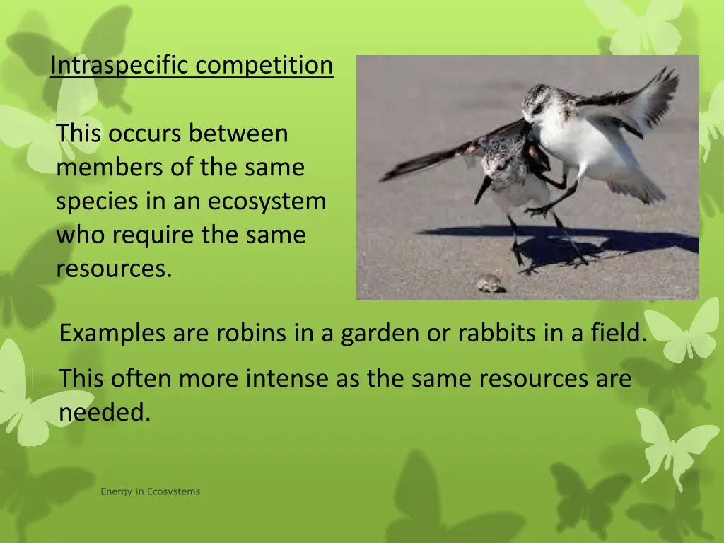 intraspecific competition