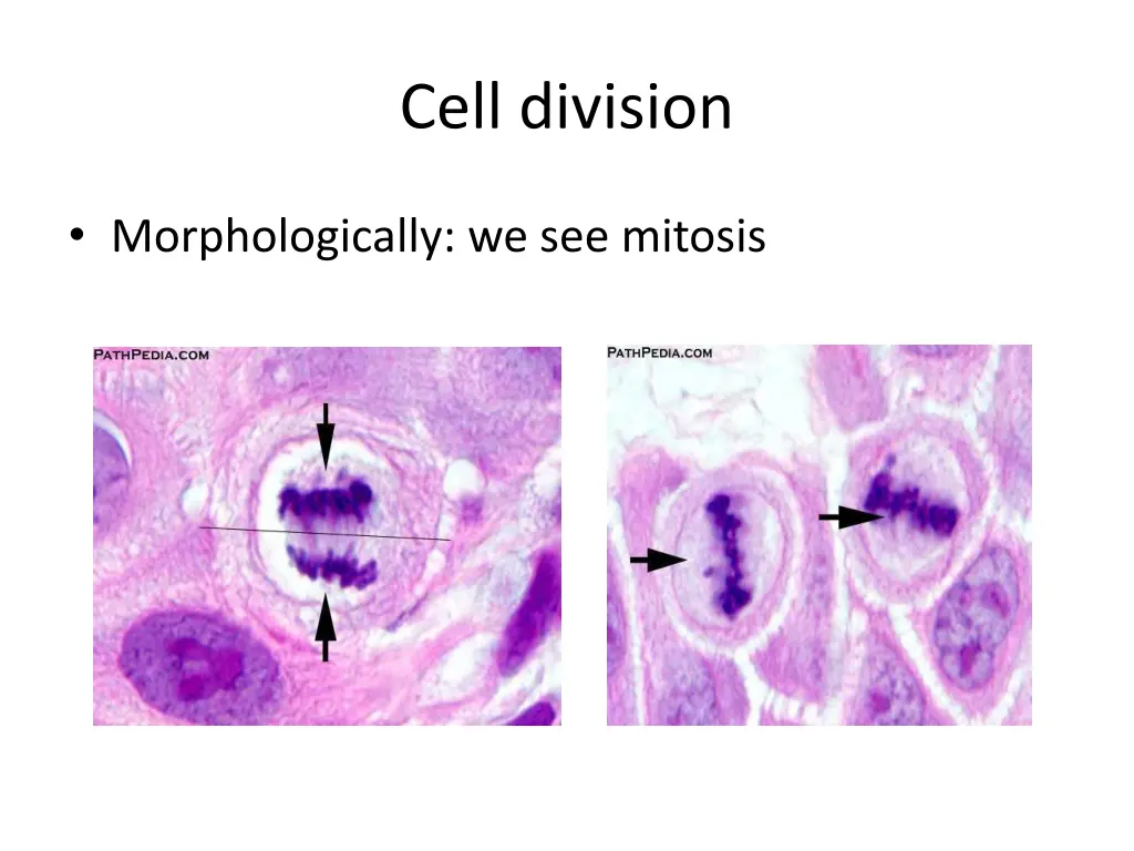 cell division