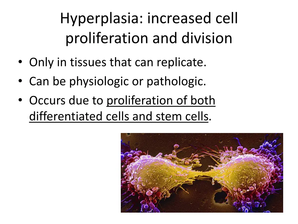hyperplasia increased cell proliferation