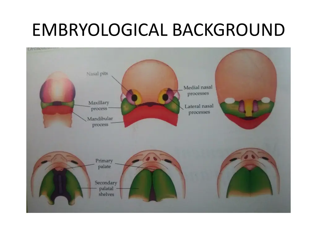 embryological background