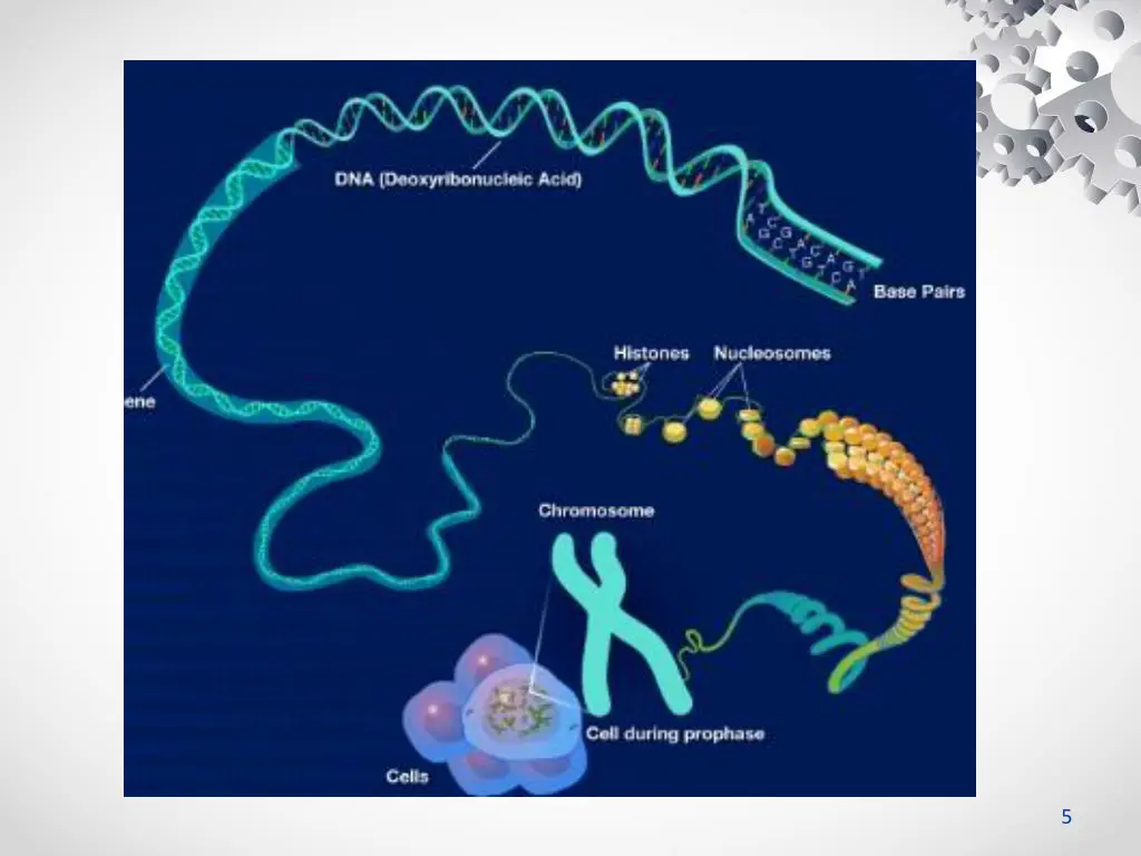 slide5