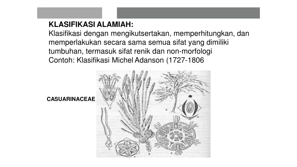 klasifikasi alamiah klasifikasi dengan