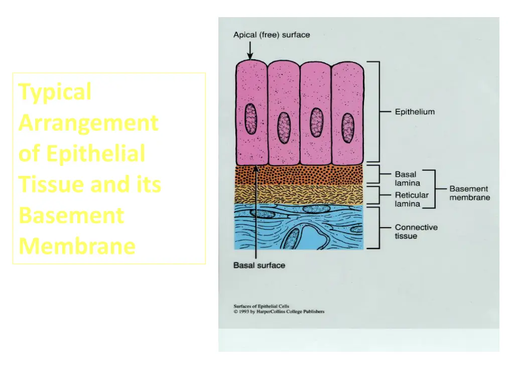 typical arrangement of epithelial tissue