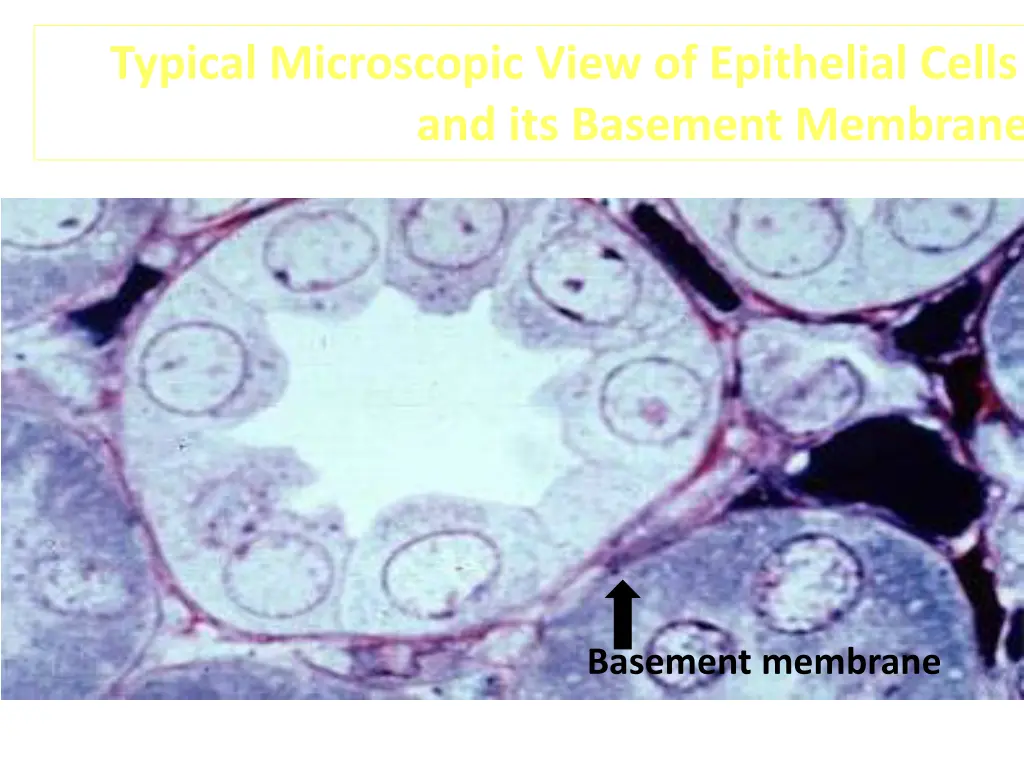 typical microscopic view of epithelial cells