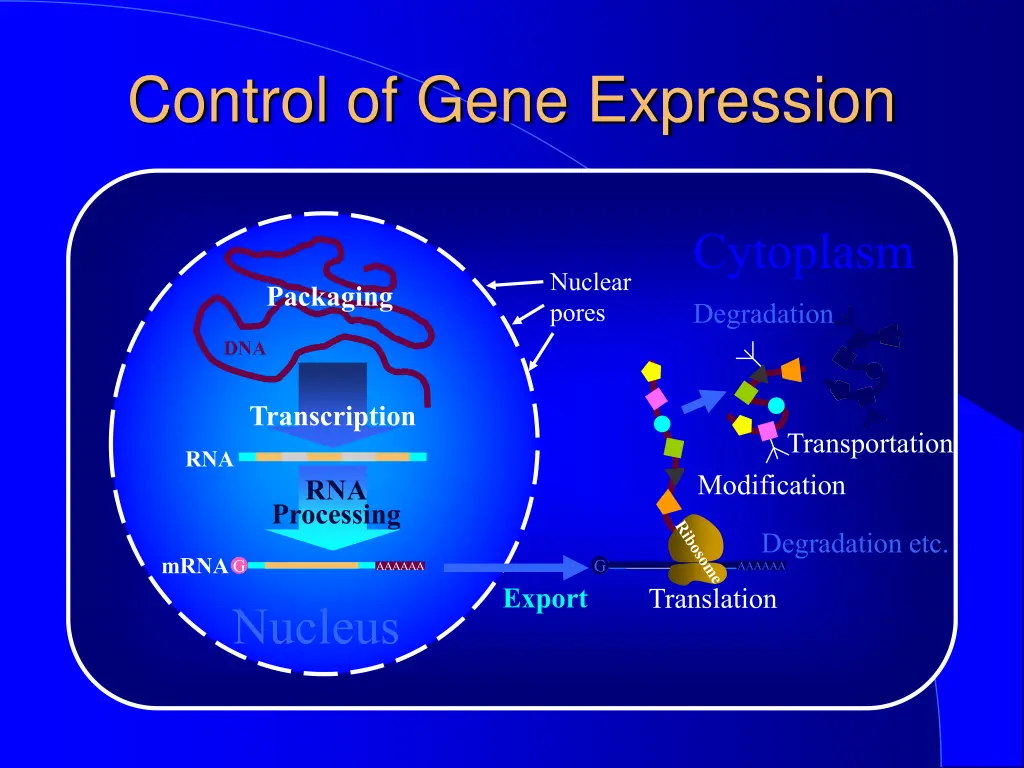 control of gene expression