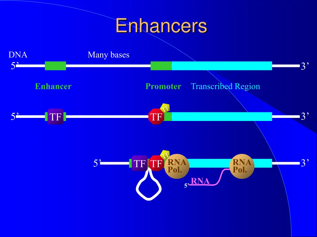 enhancers