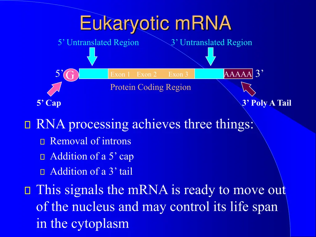 eukaryotic mrna 5 untranslated region