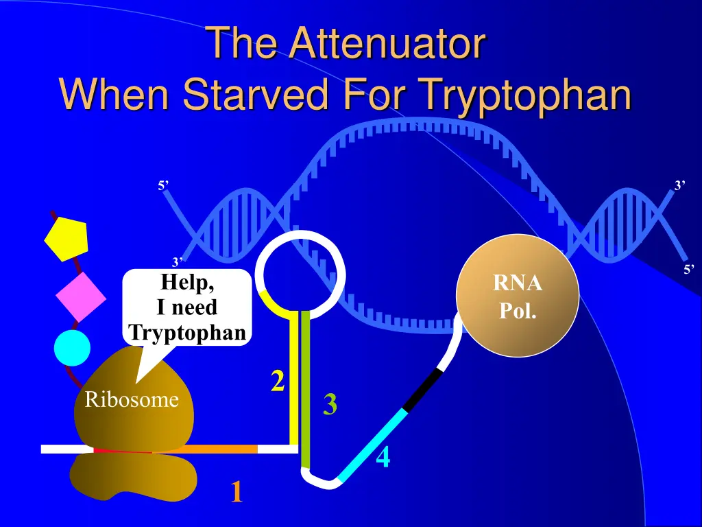 the attenuator when starved for tryptophan