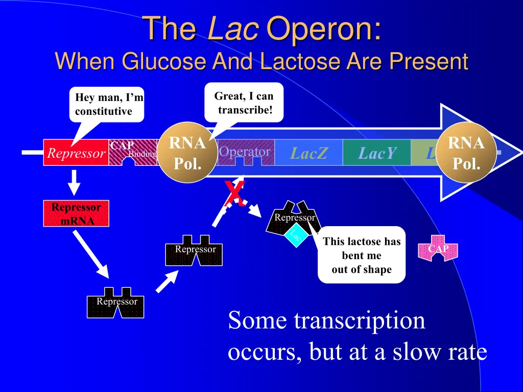 the lac operon when glucose and lactose
