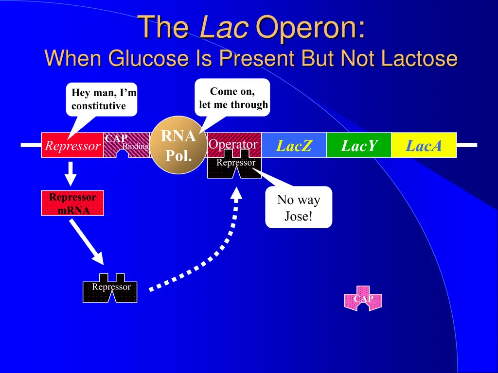 the lac operon when glucose is present