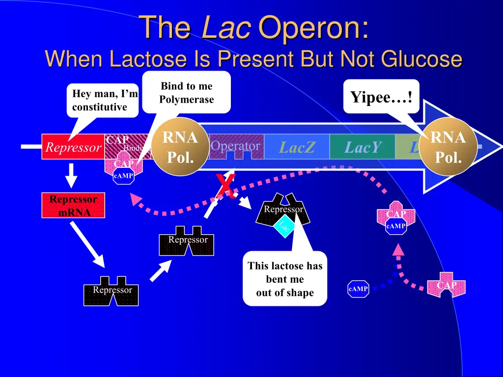 the lac operon when lactose is present
