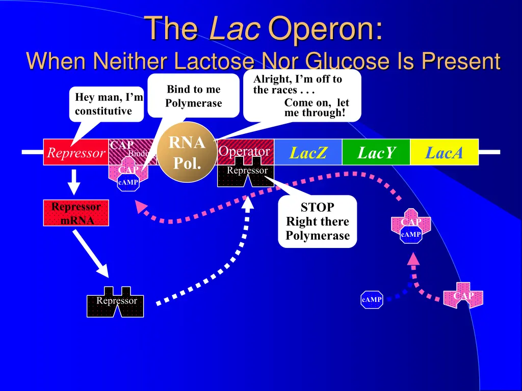 the lac operon when neither lactose nor glucose