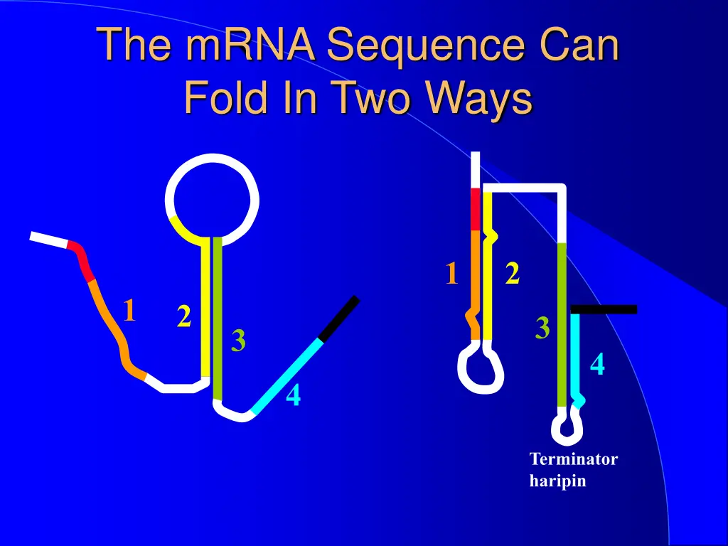 the mrna sequence can fold in two ways