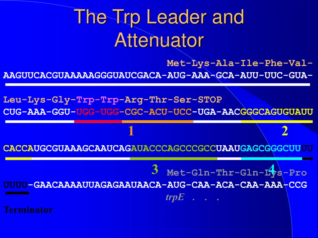 the trp leader and attenuator