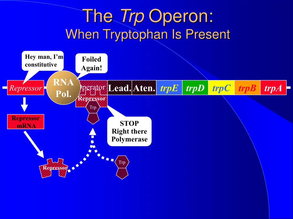 the trp operon when tryptophan is present