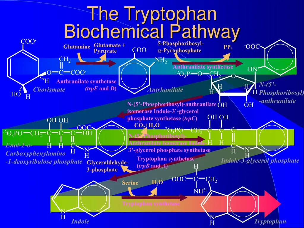 the tryptophan biochemical pathway glutamate