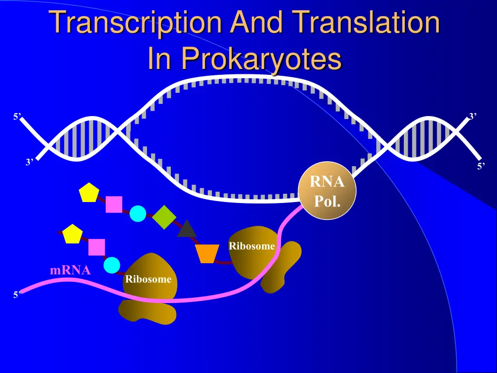 transcription and translation in prokaryotes