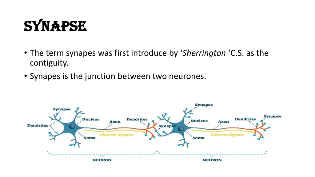 synapse synapse