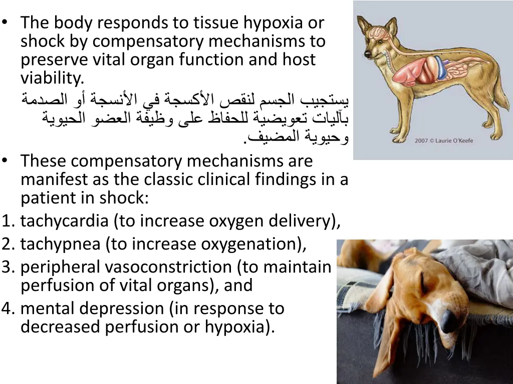 the body responds to tissue hypoxia or shock