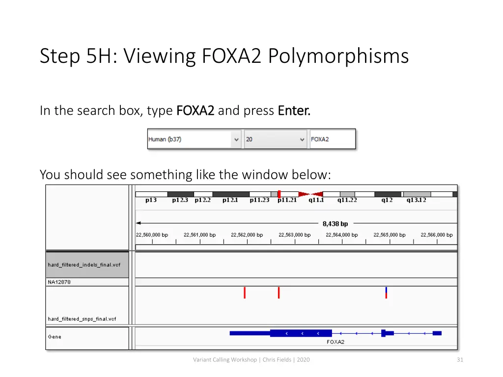 step 5h viewing foxa2 polymorphisms