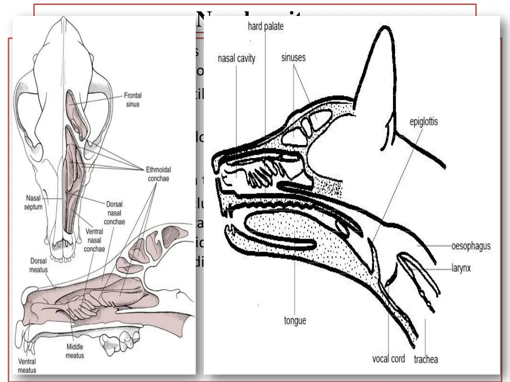 nasal cavity