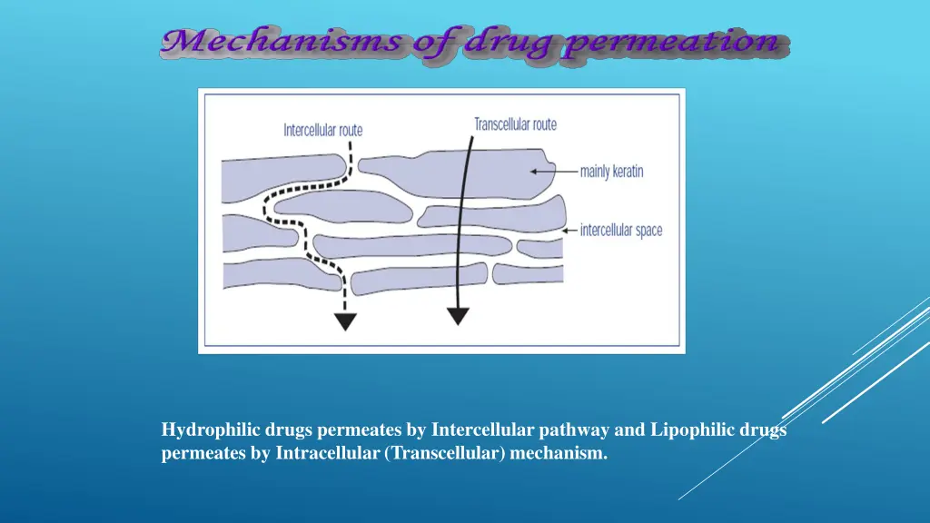 hydrophilic drugs permeates by intercellular