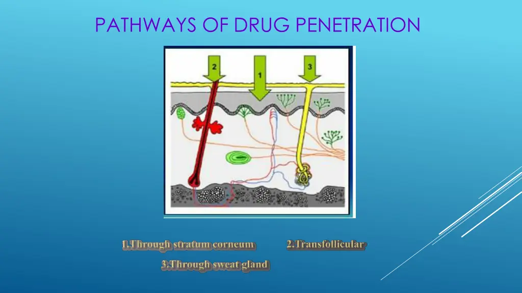 pathways of drug penetration