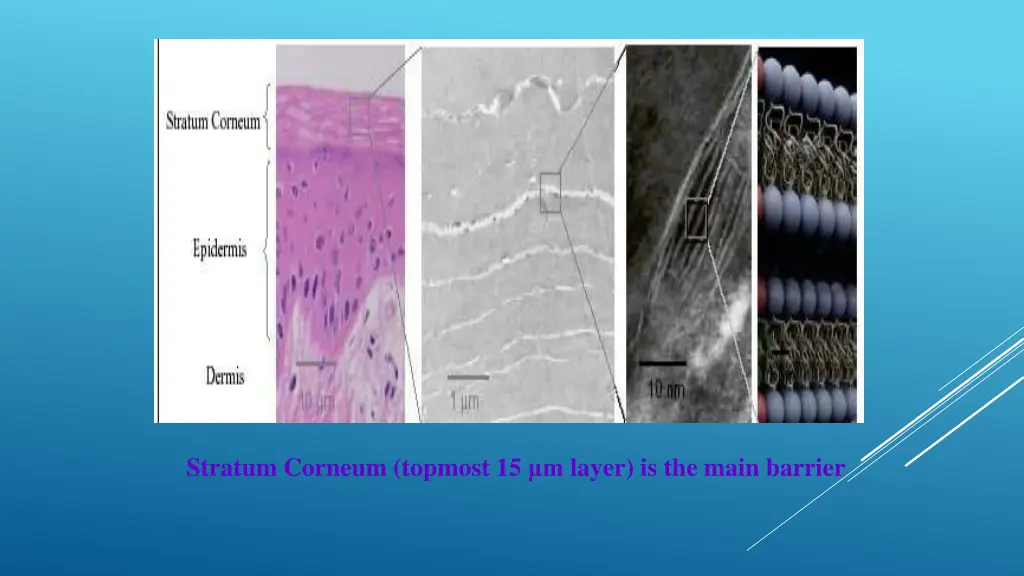 stratum corneum topmost 15 m layer is the main