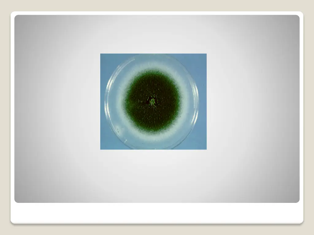slide11