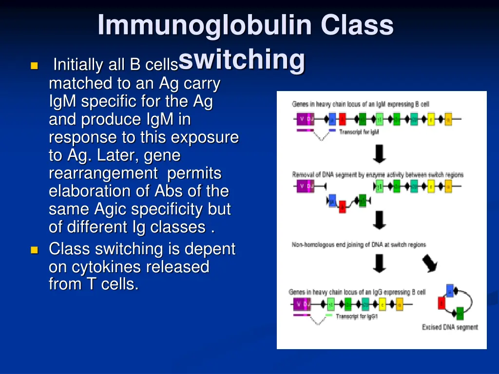 immunoglobulin class switching matched