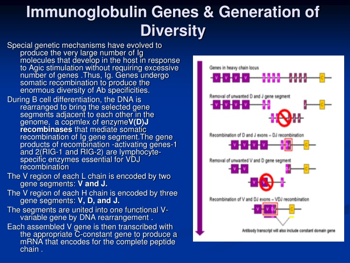 immunoglobulin genes generation of diversity