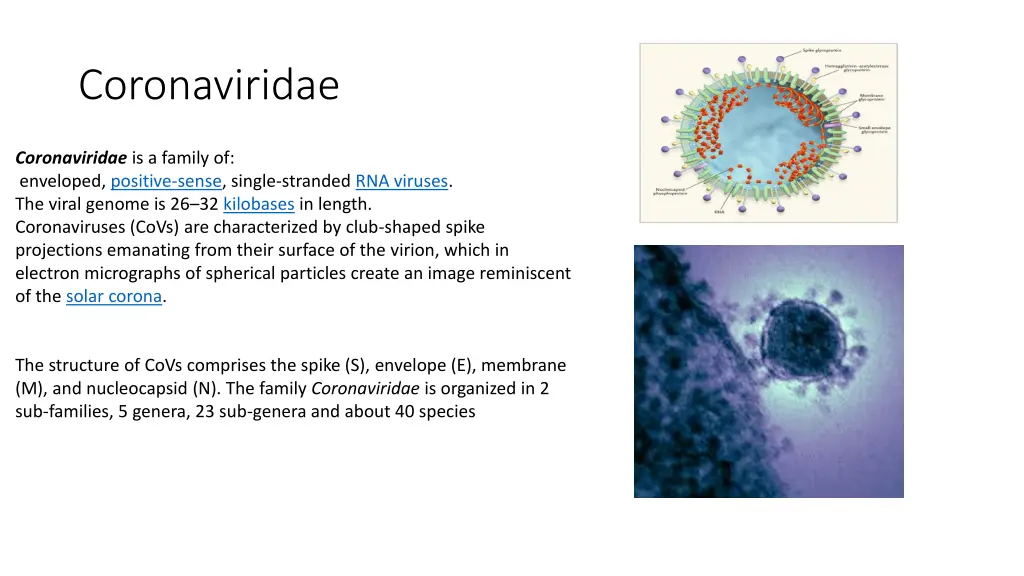coronaviridae
