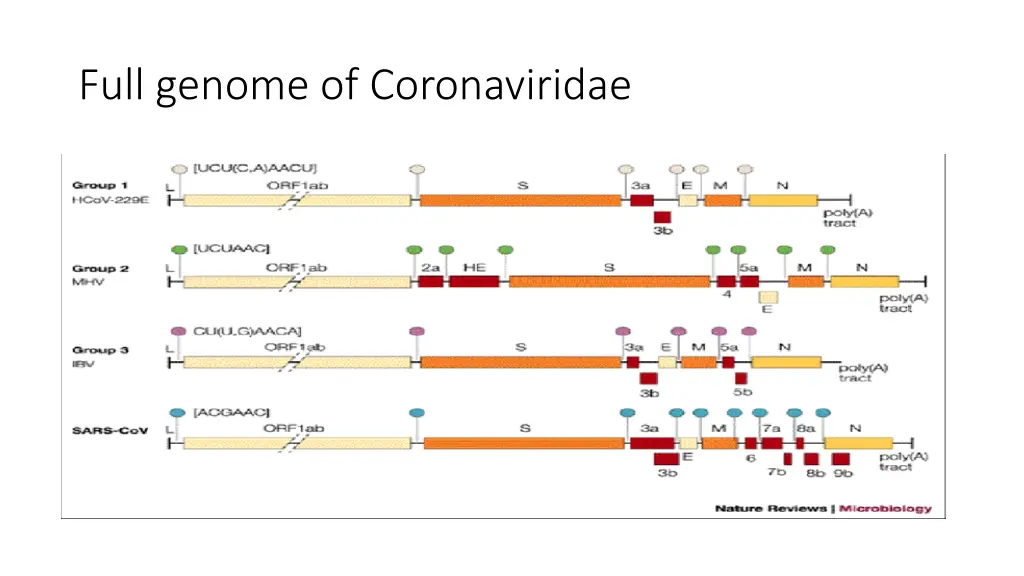 full genome of coronaviridae