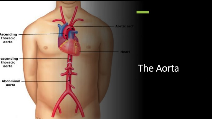 the aorta the aorta
