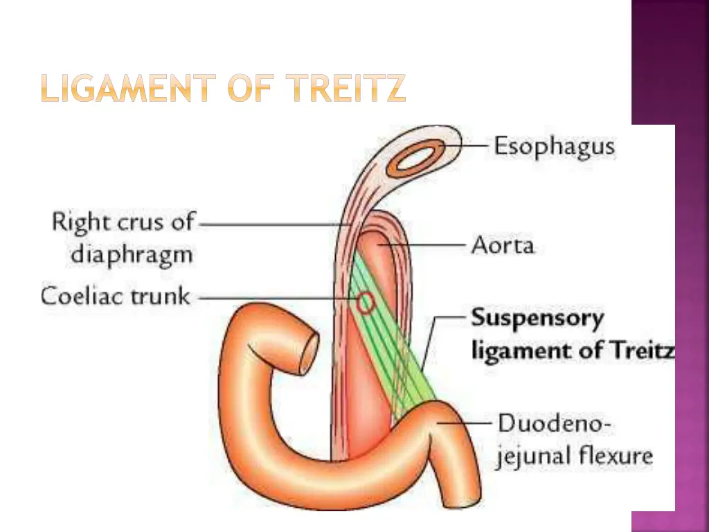 ligament of treitz