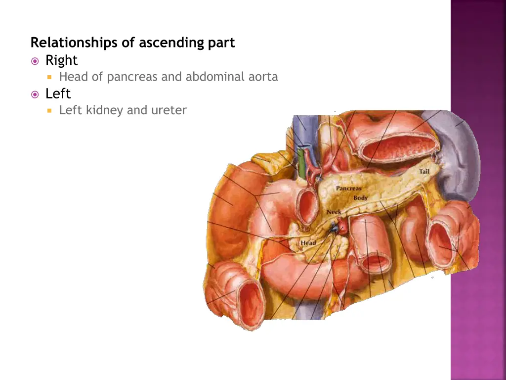 relationships of ascending part right head