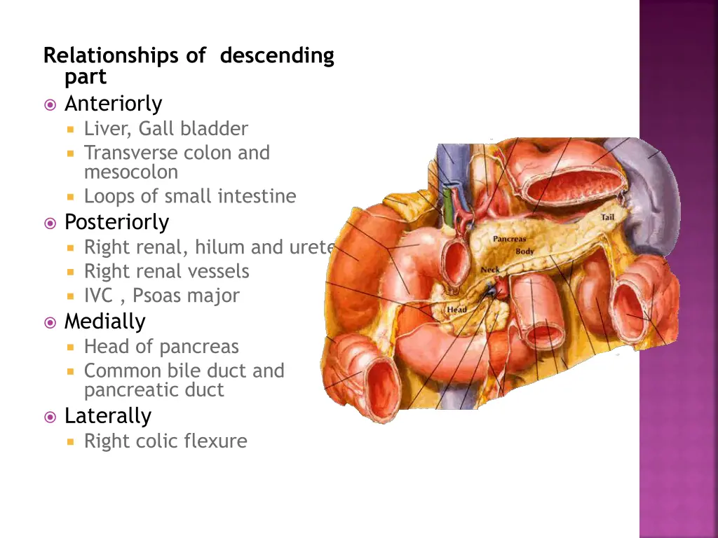 relationships of descending part anteriorly liver