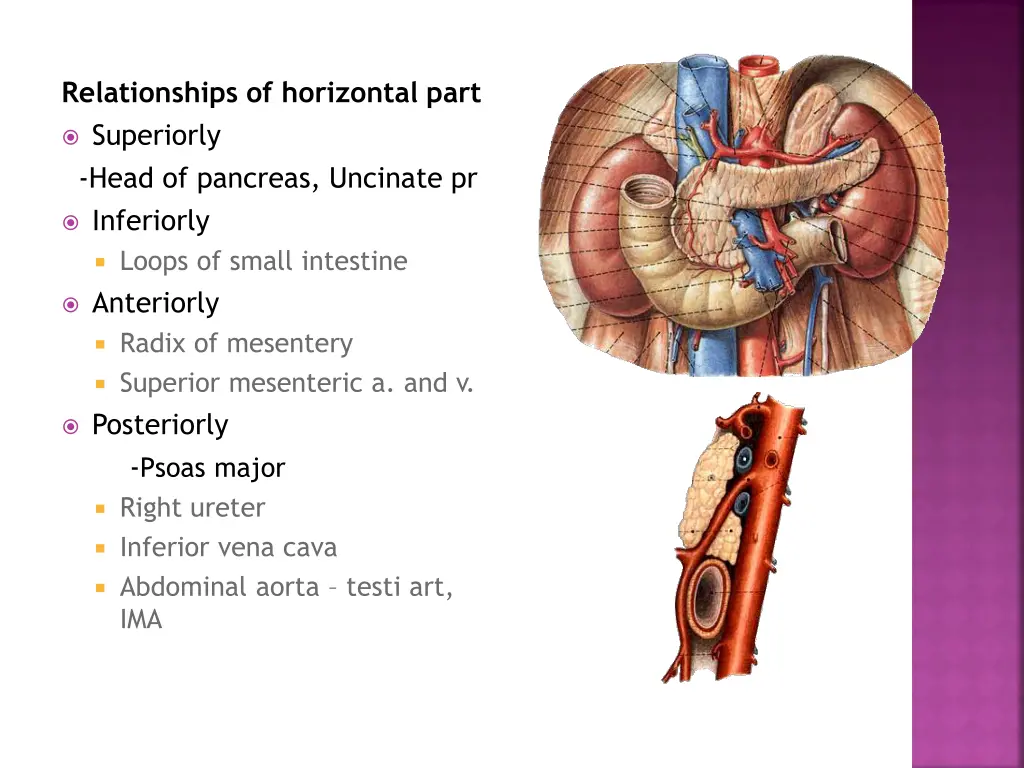 relationships of horizontal part superiorly head
