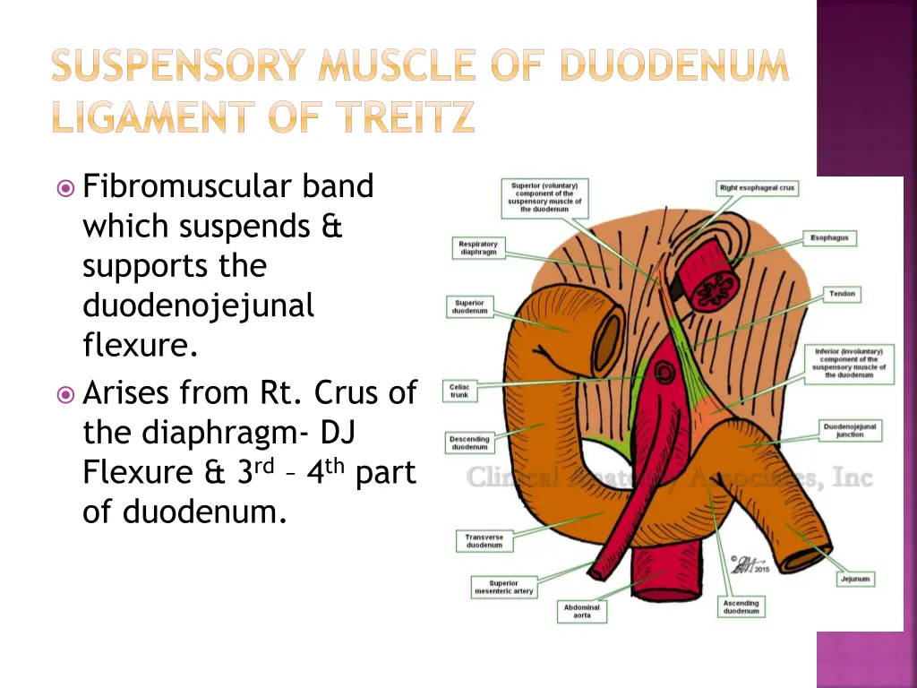 suspensory muscle of duodenum ligament of treitz