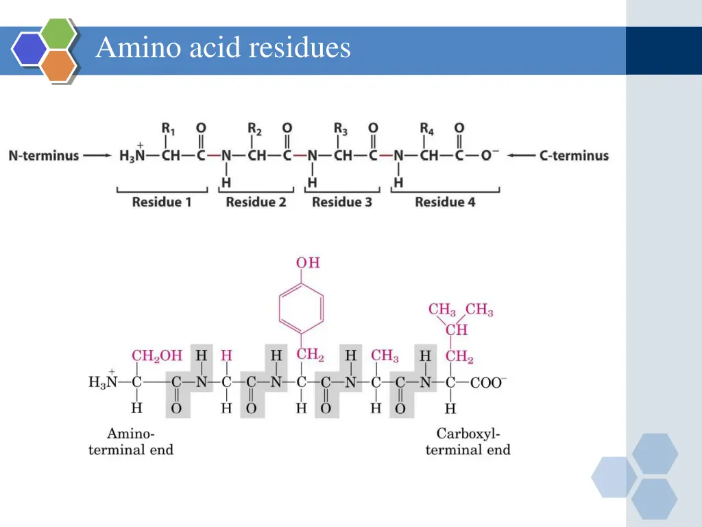 amino acid residues