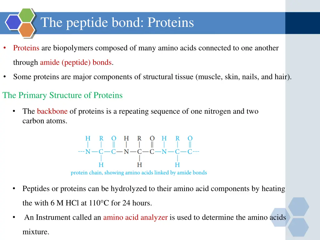 the peptide bond proteins