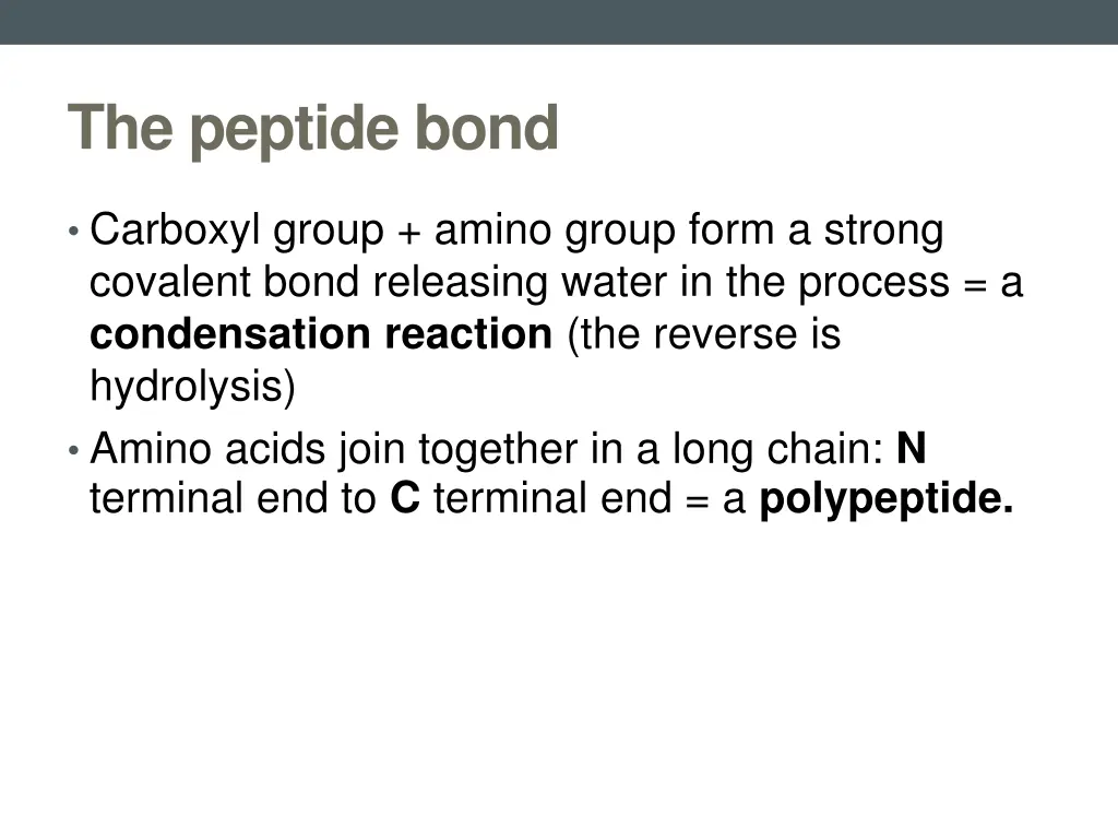the peptide bond