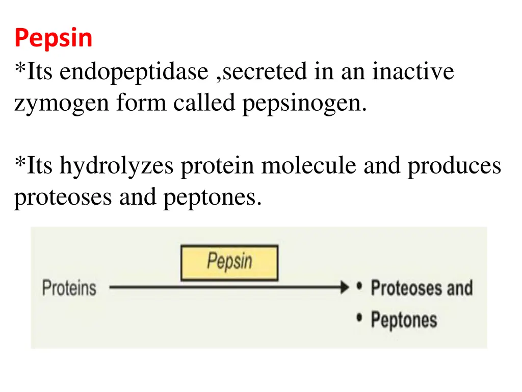 pepsin its endopeptidase secreted in an inactive