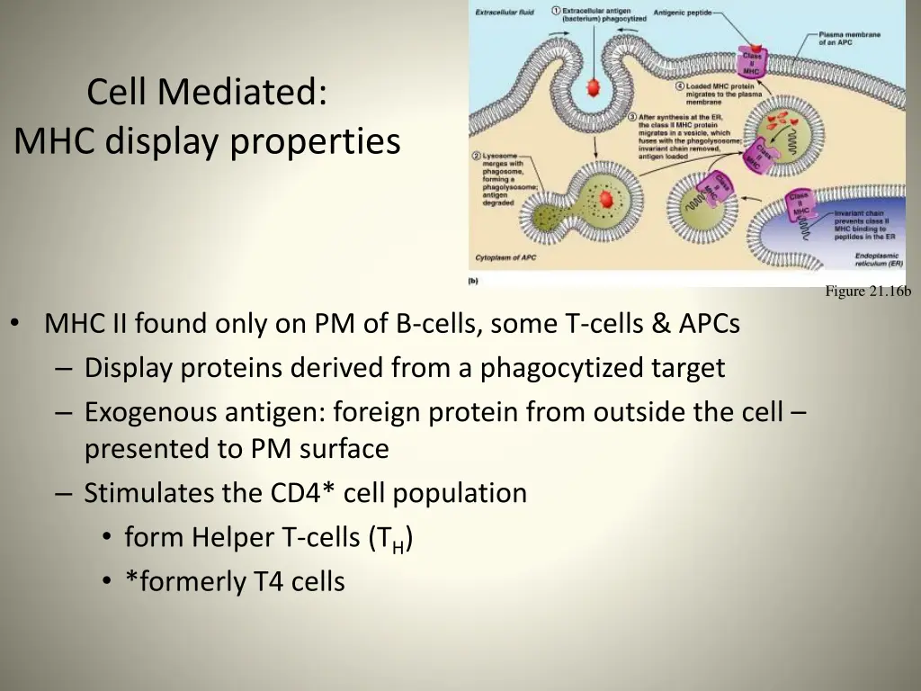 cell mediated mhc display properties 1